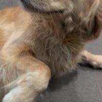 笑顔で床に横たわる犬