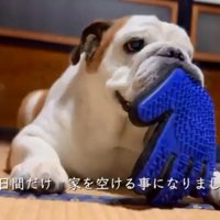 おもちゃで遊ぶまめちゃん