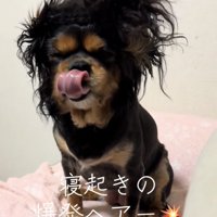 舌を出してぺろりとする犬