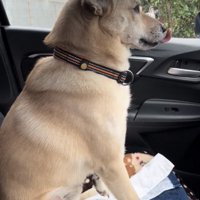 前を向いたまま鼻を舐める犬