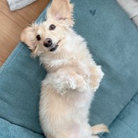 ヘソ天