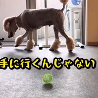 先輩として指導するバーニーちゃん