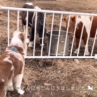 ポニーに挨拶するガルチェロくん