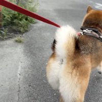 速すぎるスルー