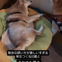 あくびをするお姉ちゃん犬