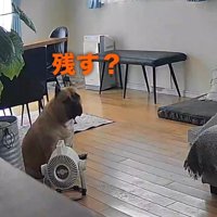 「残るならちょうだい♪」