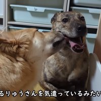 りゅうさんを励ますもかちゃん4