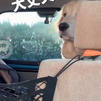 心配そうな大型犬