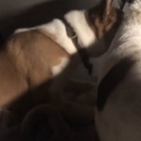 横になっている先住犬に頭をつける弟犬