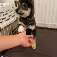 芸の練習中のもずくちゃん5