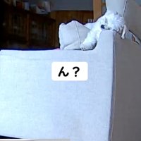 ソファの背もたれに眠る犬