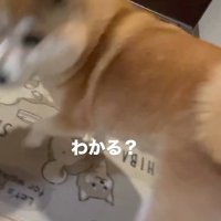 動き出したまるちゃん