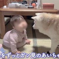 向かい合う犬と赤ちゃん