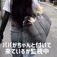 バッグから後ろを見つめる犬