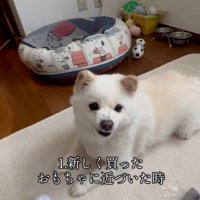 怒り始めるベラちゃん