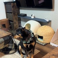 再び歩き出す猫ちゃん