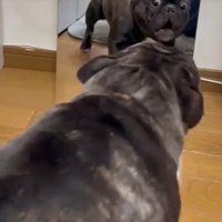 鏡で自分の姿を見た秀吉くん4