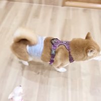 子犬の前を横切る柴犬