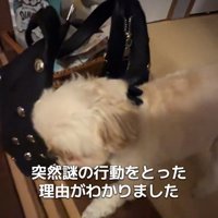 怒るすずめちゃん