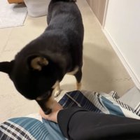 腕の匂いをかぐ犬