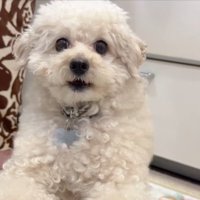飼い主