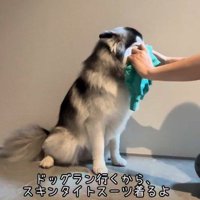 服を着せてみた