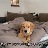 怒られても反省ゼロ！
