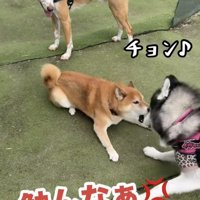 身構えて吠える柴犬