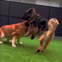 ワンプロは大迫力！！