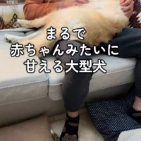 甘えん坊のぽむちゃん