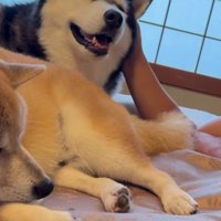 「僕はチワワ寄りの大型犬」