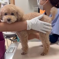 診察台の上に乗る犬2