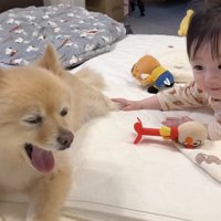 ポメくんの反応も気になる