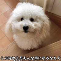 もふもふ犬のレオちゃん