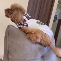 ソファの上に乗る犬