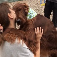 しがみつく犬