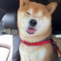 目を細めて笑顔を見せる犬