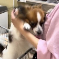 人に抱きつくように甘える犬