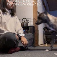 飼い主の前に駆け寄る犬