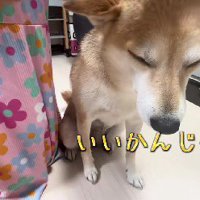 カットのまねごと♪