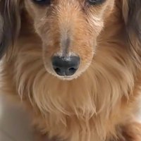 ミニチュアダックスフンドのティナちゃん