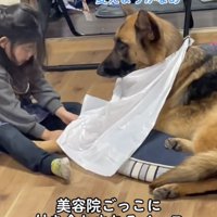 優しいファジーくんなのです