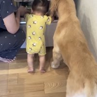 一緒に冷蔵庫を覗く犬と赤ちゃん