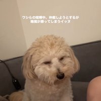 喧嘩仲裁中に眠くなるワンコ5