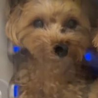 さいちゃんはおすまし顔
