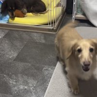 飼い主の方へ向かう犬