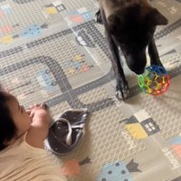 ボールをくわえる犬