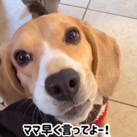 ママが現れた時のきなこちゃん9