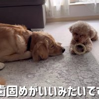 順番を待つぷりんちゃん