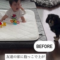 赤ちゃんとワンちゃんの初対面